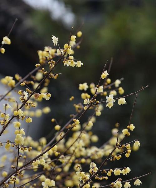 腊梅花的花期是什么时候？如何促进开花？