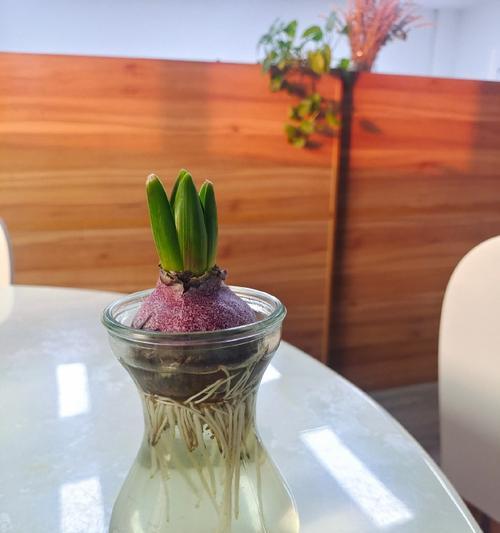 风信子花后如何处理？