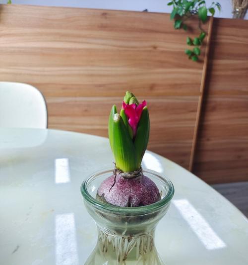 风信子花后如何处理？