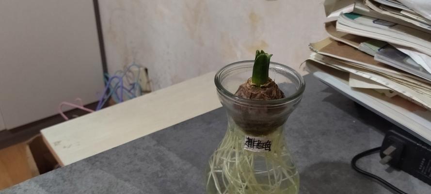 风信子花后如何处理？