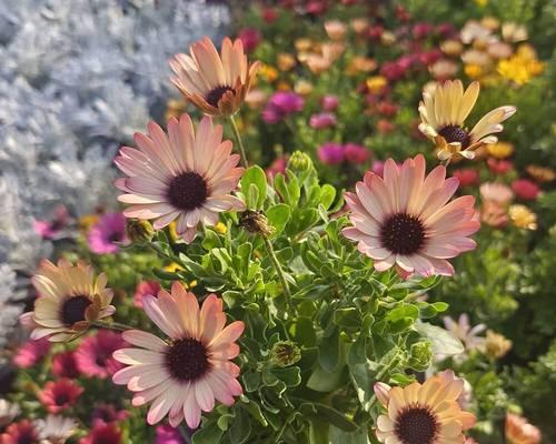 万寿菊什么时候开花？万寿菊的开花条件和养护技巧是什么？