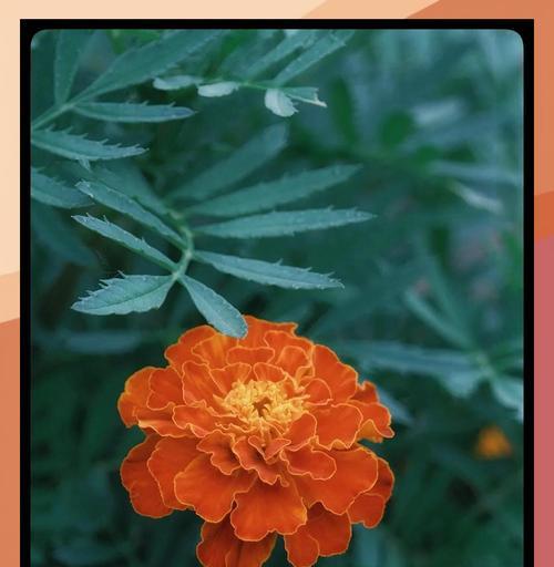 万寿菊什么时候开花？万寿菊的开花条件和养护技巧是什么？