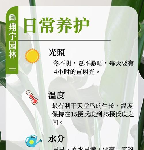 天堂鸟花的养殖条件和注意事项是什么？