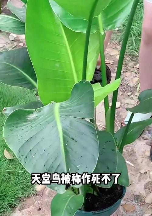 天堂鸟花的养殖条件和注意事项是什么？