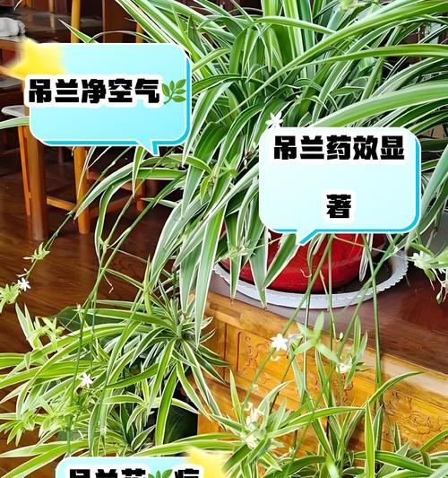 吊兰对家居环境有哪些益处？