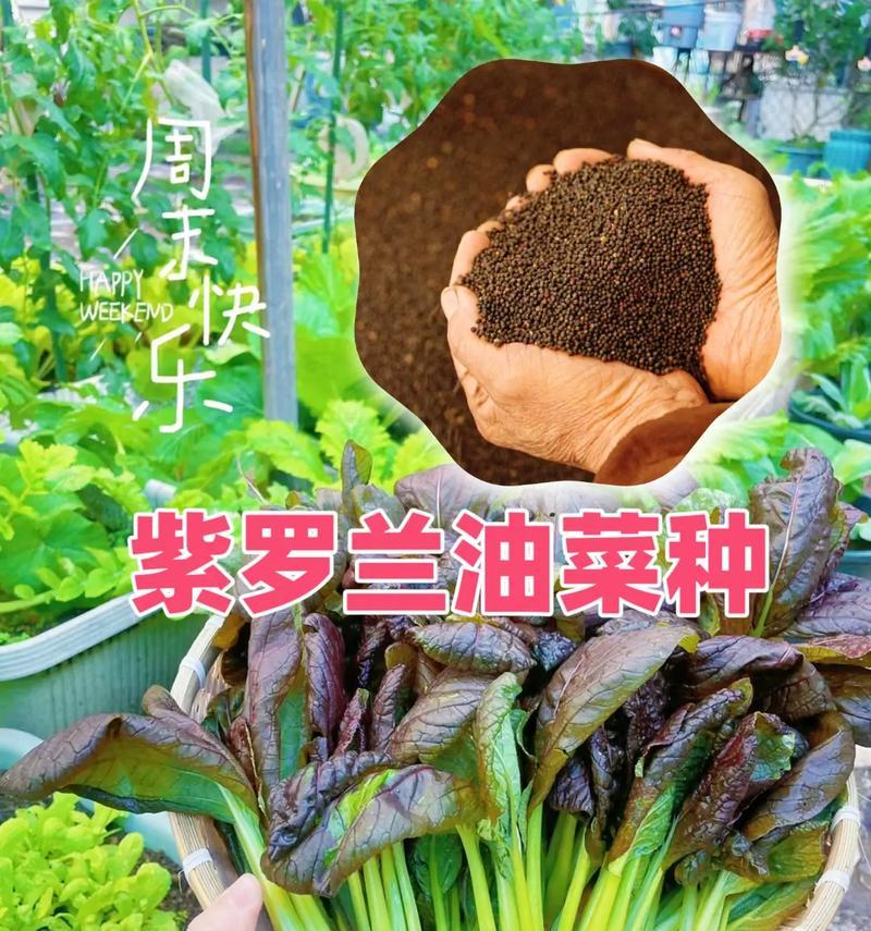 紫罗兰的种植技巧有哪些？如何确保紫罗兰能够茁壮成长？