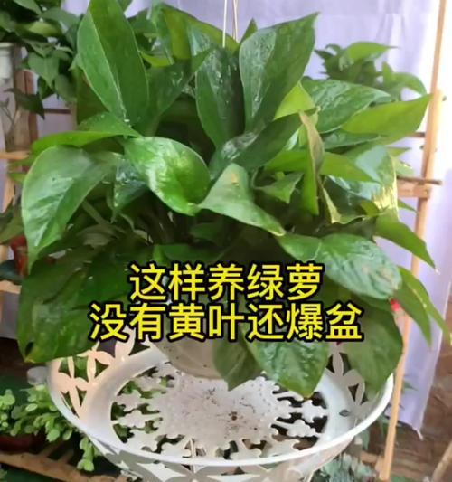 绿萝枯萎了如何快速恢复生机？