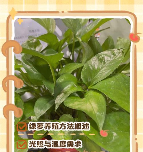 绿萝枯萎了如何快速恢复生机？