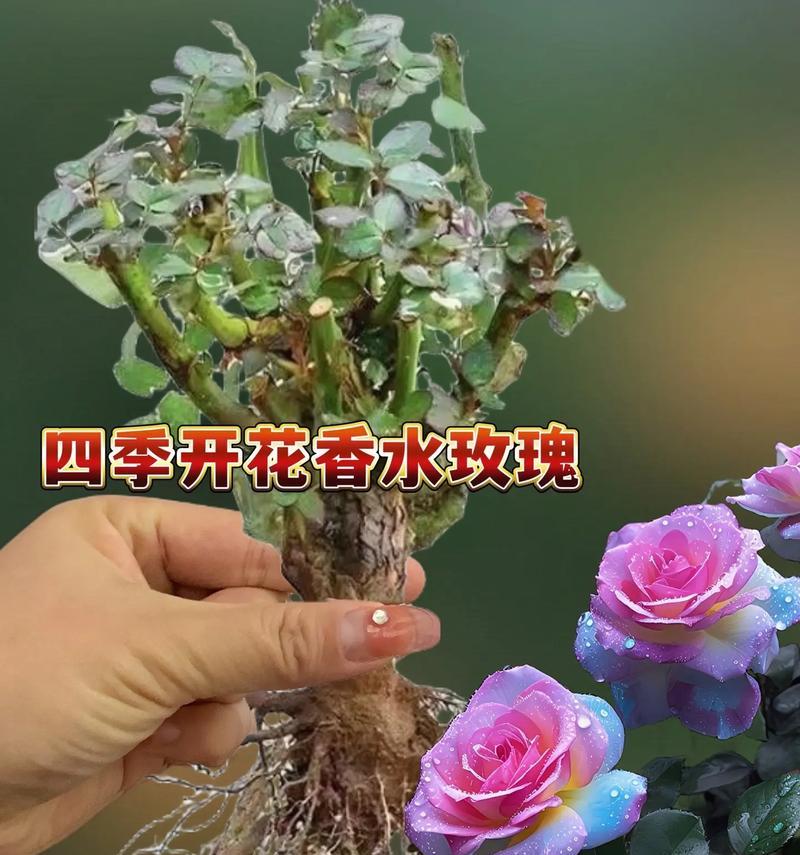 玫瑰花的最佳开放时间是什么时候？