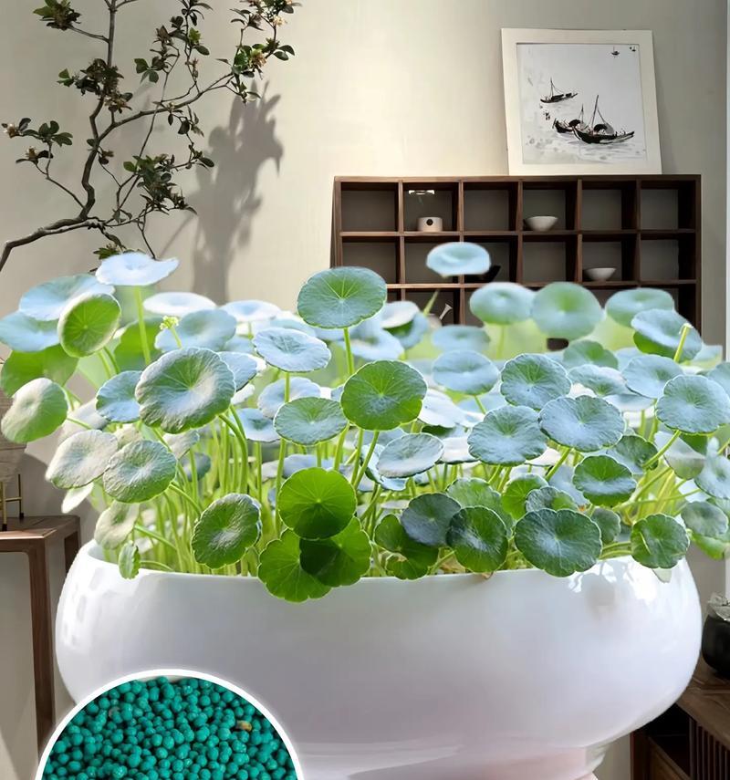 水培植物有哪些种类？水培植物的养护要点是什么？