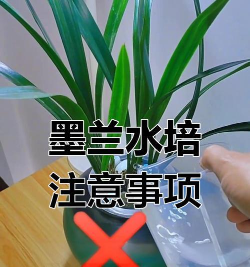 水培植物有哪些种类？水培植物的养护要点是什么？