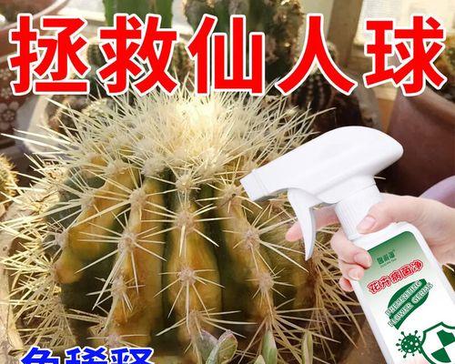 仙人掌烂根了怎么补救？如何预防仙人掌烂根？