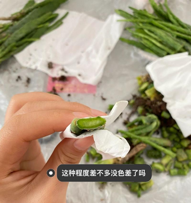 仙人掌烂根了怎么补救？如何预防仙人掌烂根？