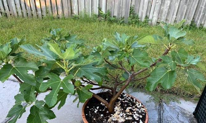 盆栽无花果修剪技巧有哪些？如何确保来年丰收？