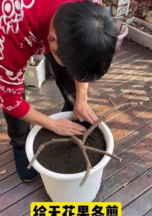 盆栽无花果修剪技巧有哪些？如何确保来年丰收？