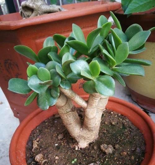 玉树的种植技巧有哪些？如何保证玉树生长旺盛？