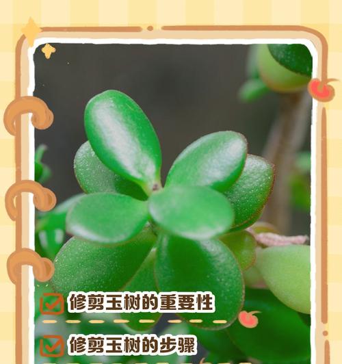 玉树的种植技巧有哪些？如何保证玉树生长旺盛？