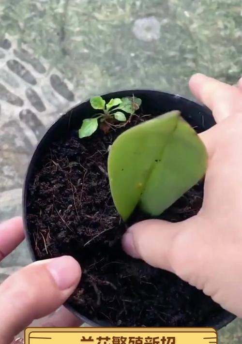 兰花繁殖的正确方法是什么？