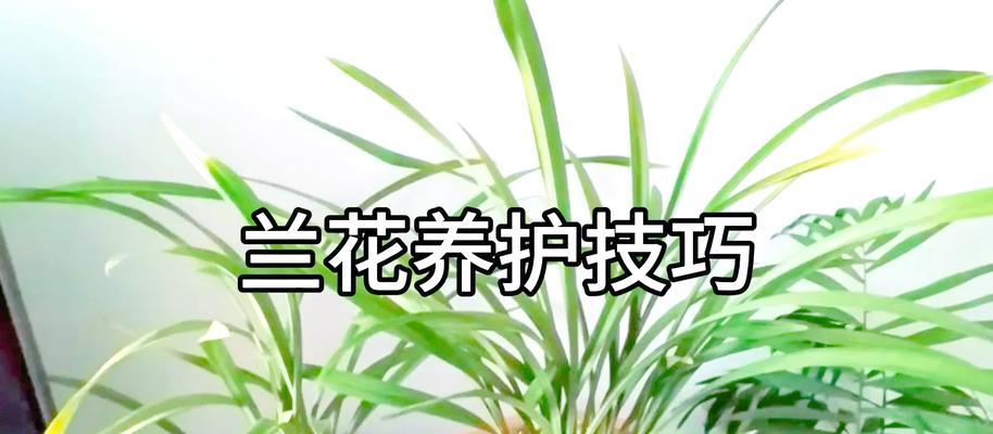 兰花繁殖的正确方法是什么？