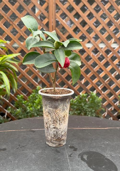 茶花枝条生根的正确方法是什么？