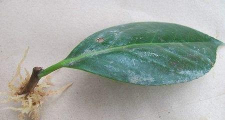 茶花枝条生根的正确方法是什么？