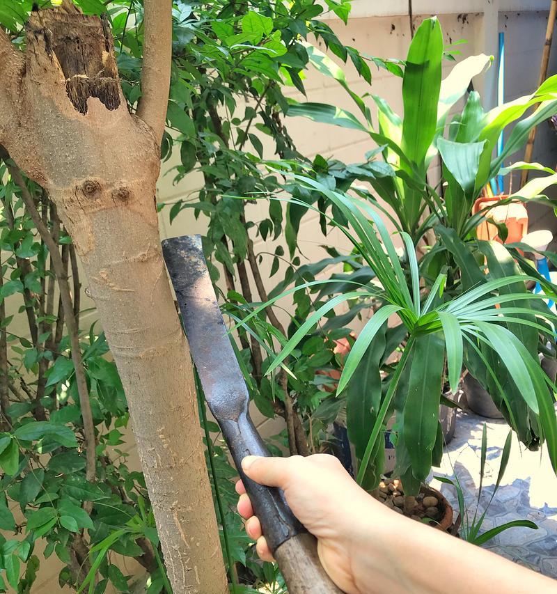 发财树剪掉后不发芽怎么办？如何促进其发芽？