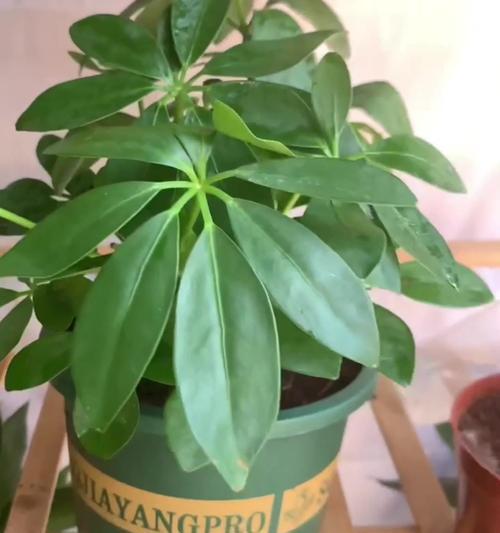 发财树剪掉后不发芽怎么办？如何促进其发芽？