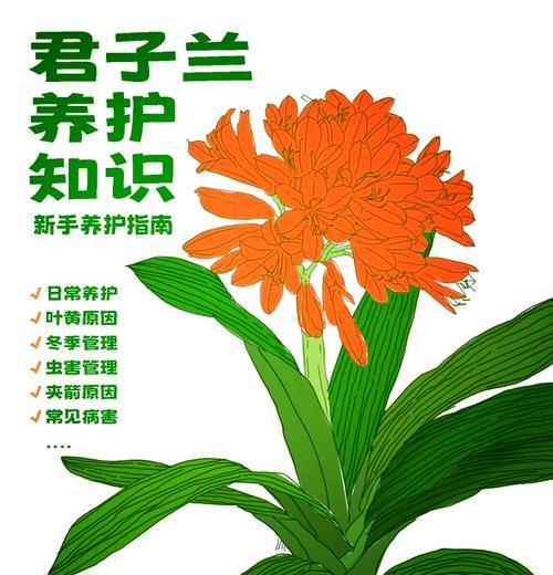 君子兰叶片干枯的原因是什么？