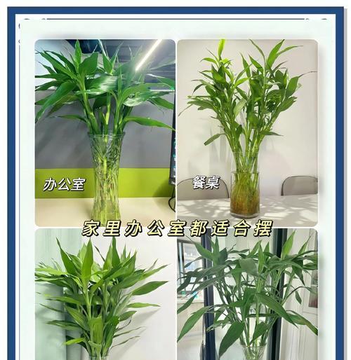 玻璃瓶水培竹子如何养护？需要注意什么？