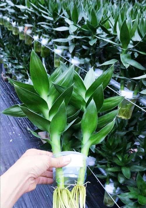 玻璃瓶水培竹子如何养护？需要注意什么？