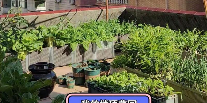 楼顶种植花草需要注意什么？如何选择适合楼顶的植物？