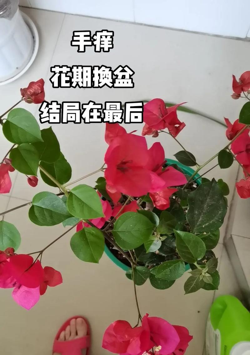 鸭脚木什么时候换盆？换盆的最佳时间和方法是什么？