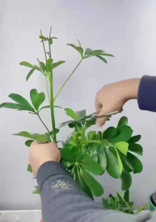 鸭脚木什么时候换盆？换盆的最佳时间和方法是什么？