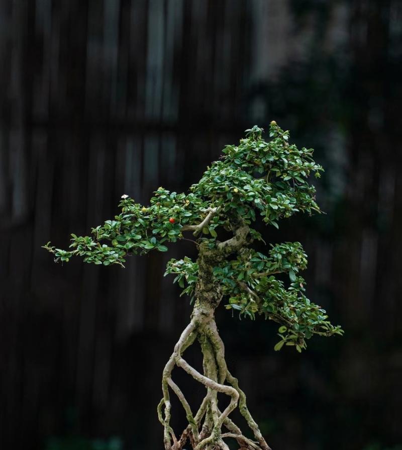 院子里适合种植哪些树种作为盆栽？如何选择和养护？