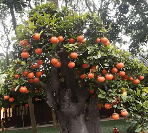 院子里适合种植哪些树种作为盆栽？如何选择和养护？