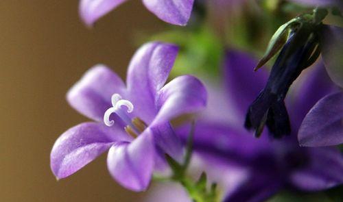 紫色的花有哪些种类？每种花的特性是什么？