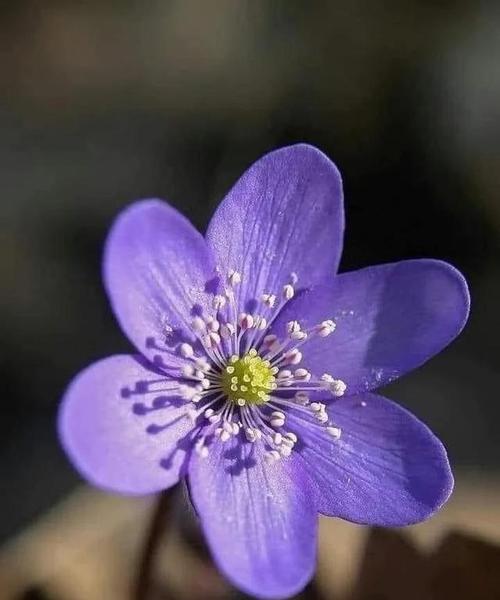 紫色的花有哪些种类？每种花的特性是什么？