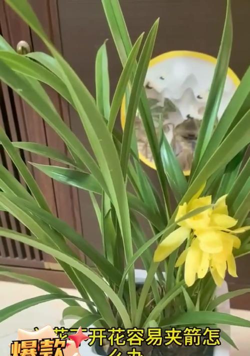 兰花不开花怎么办？怎样促进兰花开花？