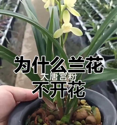 兰花不开花怎么办？怎样促进兰花开花？