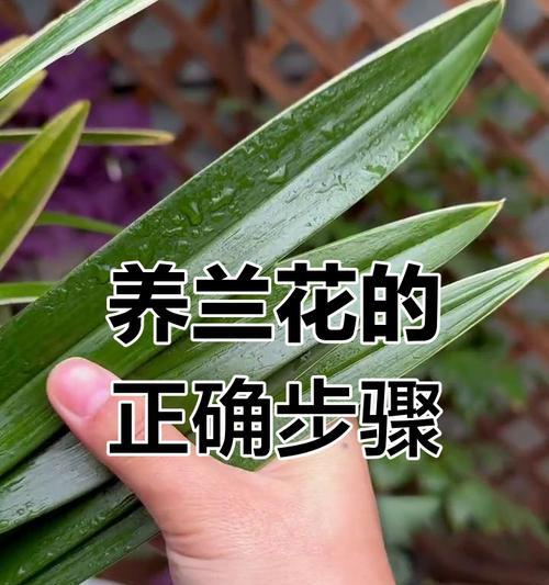 家庭兰花养护的常见误区有哪些？