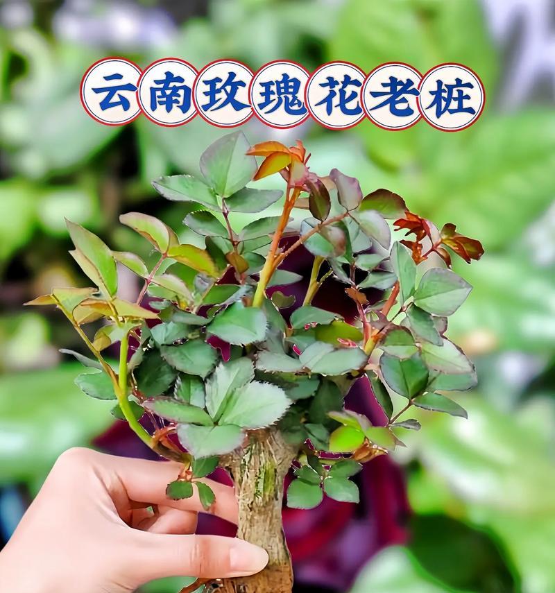 玫瑰花种植有哪些技巧？如何种植玫瑰花才能成功？