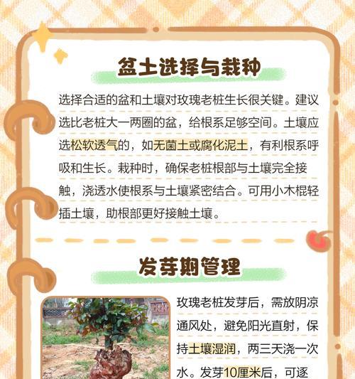 玫瑰花种植有哪些技巧？如何种植玫瑰花才能成功？