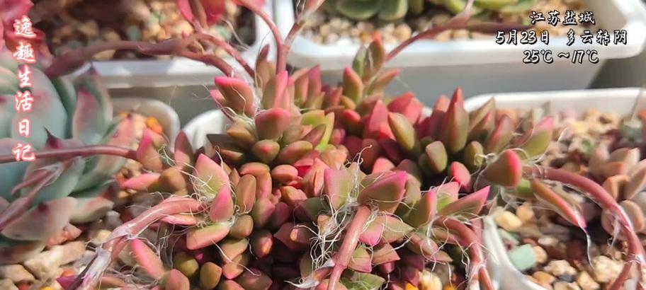 吹雪之松锦怎么养？需要注意哪些要点？