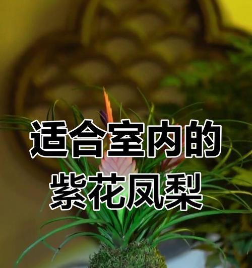 紫花凤梨的养护技巧是什么？如何确保其健康生长？