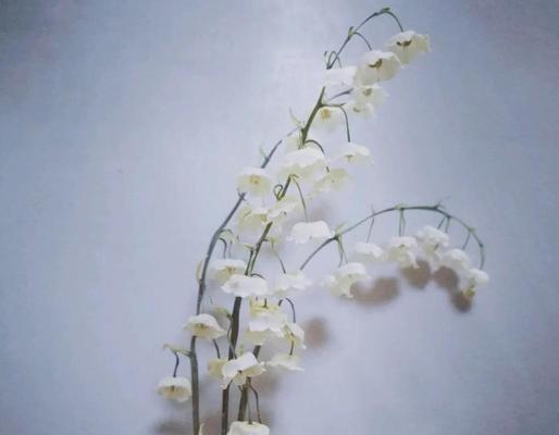 制作干花的正确方法是什么？如何保持干花的美观？