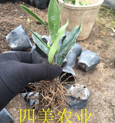 瑞香扦插的成功率高吗？