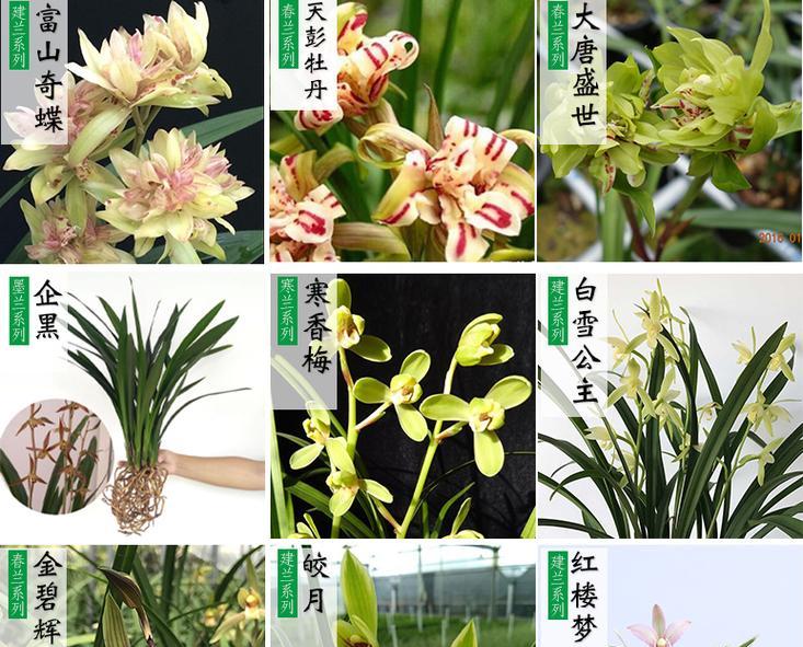 兰花种植的最佳时机是什么时候？