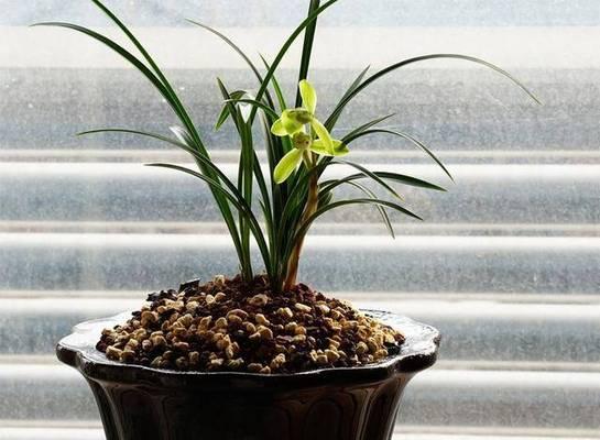 兰花种植的最佳时机是什么时候？