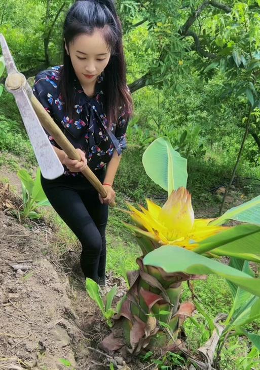 地涌金莲的养殖技巧有哪些？如何避免常见问题？