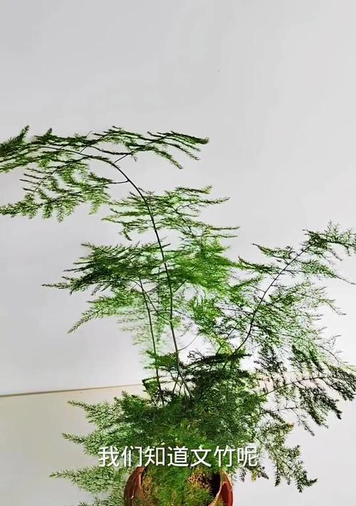 文竹变黄的处理方法是什么？